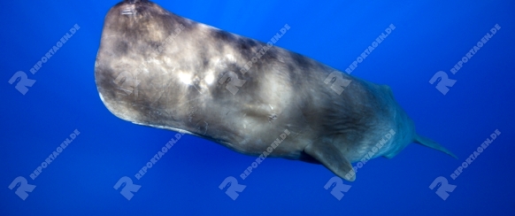 Pottwal, Physeter macrocephalus, Teneriffa, Kanaren, Spanien | Sperm Whale, Physeter macrocephalus, Tenerife, Canary Islands, Spain