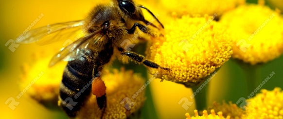 Ñlose-up bee on yellow flower collects nectar