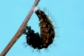 Verpuppung einer Landkärtchenraupe,Araschnia levana