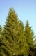 Fichten, Picea, mit Fichtenzapfen vor blauem Himmel