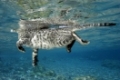 Katze schwimmt im Meer, Cat swimming in the sea, Rotes Meer, Aegypten, Red sea, Egypt
