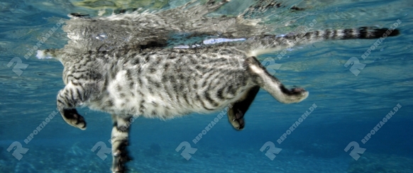 Katze schwimmt im Meer, Cat swimming in the sea, Rotes Meer, Aegypten, Red sea, Egypt