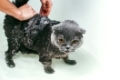 Grey Scottish fold cat takes a bath with his owner. She takes care of him and thoroughly washes his fur.