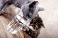 Zwei Katzen mit Wasserglas auf Tisch