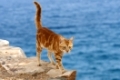 Hauskatze, rotgestromt, am Klippenrand mit Meerblick, Kykladen / Cat, red classic tabby, at the edge of a cliff with ocean view, Cyclades, Greece