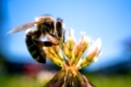 Closeup of honey bee at work on white clover flower collecting pollen, Bee background