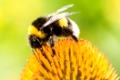 Macro of a bumblebee collecting nectar on Echinacea flower