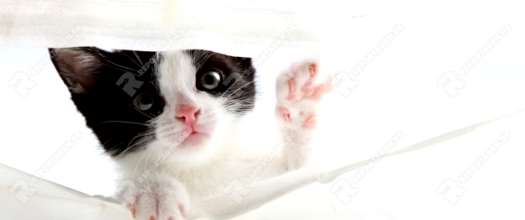 kleines Kätzchen schaust hoch durch ein vorhang und hebt die Pfote dabei an