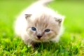 White kitten on a green lawn. Selective focus.