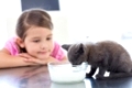 Little girl looking at kitten drinking milk from bowl