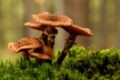 Hallimasch, Armillaria mellea, Bulbous honey fungus