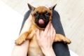 beautiful french bulldog puppy lying on young woman knees. adorable little dog. copy space.