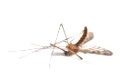 Mosquito isolated on white background, being dead