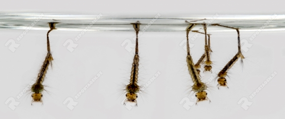 Snarling larvae are hanging on the water surface against a gray background