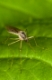 Stechmücke, Aedes spec., mosquito, Stechmücken, Gelsen, Gelse, Culicidae, mosquitos