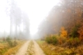 Nadelwald und Laubwald im Nebel
