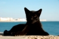 Costline view of stray cat on Cadiz, Spain