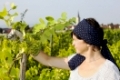 Woman working in the vineyard