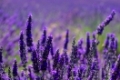 Lavendelfeld - lavender field 49