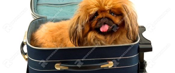 Dog in travel case isolated on white background
