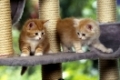 Norwegische Waldkatzen, Jungtiere, 5 Wochen alt  /  Norwegian Forest Cats, kittens, 5 weeks old
