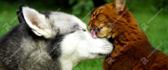 Somali Katze leckt einem Siberian Husky das Maul / Somali cat gives the muzzle of a Siberian Husky a catlick