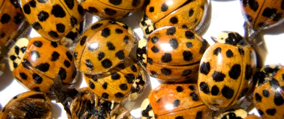 Ansammlung von asiatischen Marienkäfern (Harmonia axyridis), die bei der Überwinterung in einem Dachgeschoss verhungert und vertrocknet sind
