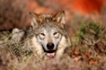 Portrait of Gray wolf (Canis lupus) in a desert