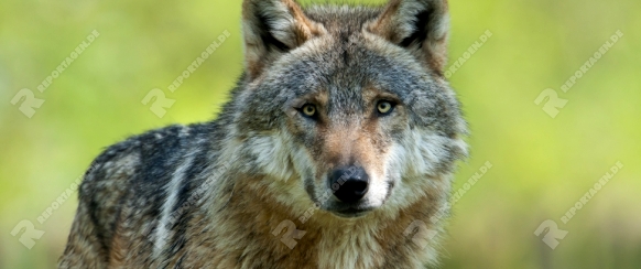 Europäischer Wolf, Canis lupus, European grey wolf