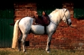 Pferdebeurteilung für Reiter: So schulen Sie Ihren Blick