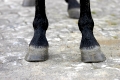 Pferdebeurteilung für Reiter: So schulen Sie Ihren Blick
