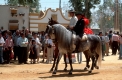 Spanien: Pferde, Sonne, Meer und Lebensart