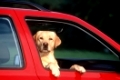 Labrador schaut aus Auto