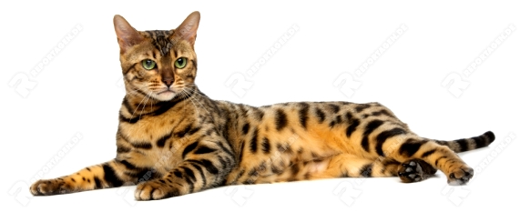Portrait of beautiful bengal cat isolated lying over white background. Copy space.