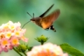 Closeup of a Hummingbird hawk-moth hovering over a lantana flower