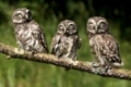 Steinkauz, (Athene noctua), Deutschland | little owl, (Athene noctua), Germany