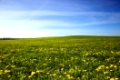 field on which a large number of dandelions grows. spring season