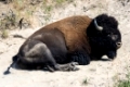 Resting American Buffalo in Yellowstone National Park Wyoming USA