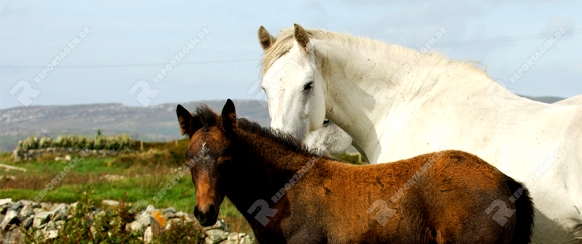 Pferde zwischen Himmel, Land und Meer: Connemara und seine Ponys