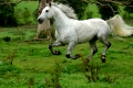 Pferde zwischen Himmel, Land und Meer: Connemara und seine Ponys