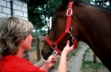 Kreislaufprobleme beim Pferd: Wenn der Kollaps droht