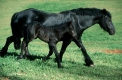 Cheval de Mérens: Die schwarzen Pyrenäenpferde
