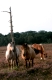 Pferde als Landschaftspfleger