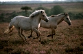 Pferde als Landschaftspfleger