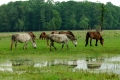 Posavina-Pferde im kroatischen Naturpark Lonjsko Polje