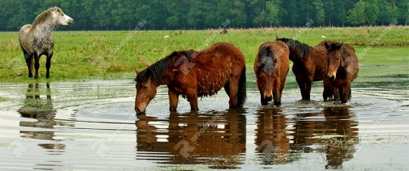 Posavina-Pferde im kroatischen Naturpark Lonjsko Polje