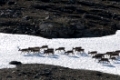 Rentiere (lateinisch: Rangifer tarandus; englisch: reindeer; schwedisch: ren, rendjur) auf einem Schneefeld, Sulitelmagebiet, Welterbe Laponia, Lappland, Schweden; Juli 2009