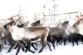 Rentiere (Rangifer tarandus) beim Rentierscheiden, Lappland, Norrbotten, Schweden, Skandinavien, Europa; Dezember 2007