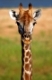 Giraffenporträt im Kruger Nationalpark, Südafrika, giraffe, Kruger national park, South Africa