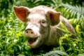 A happy pig on the island of Bougainville, Papue New Guinea